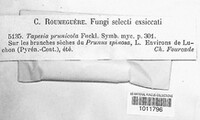 Image of Mollisia prunicola